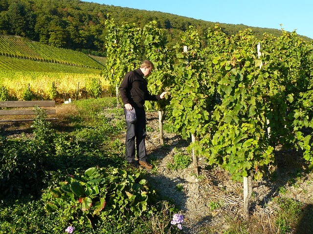 Caldo e vino, la risposta degli enologi