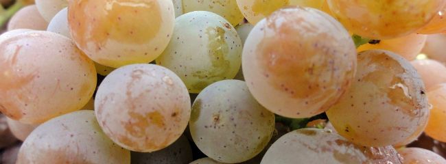 Le nostre classifiche dei vini bianchi