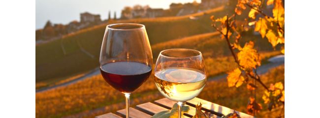 Un elenco dei vini italiani disponibili sul nostro sito, scopriamo i principali