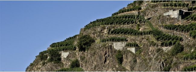 Vini rossi italiani: la Valtellina